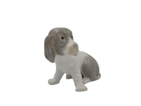 Pies COCKER Spaniel rasy psów