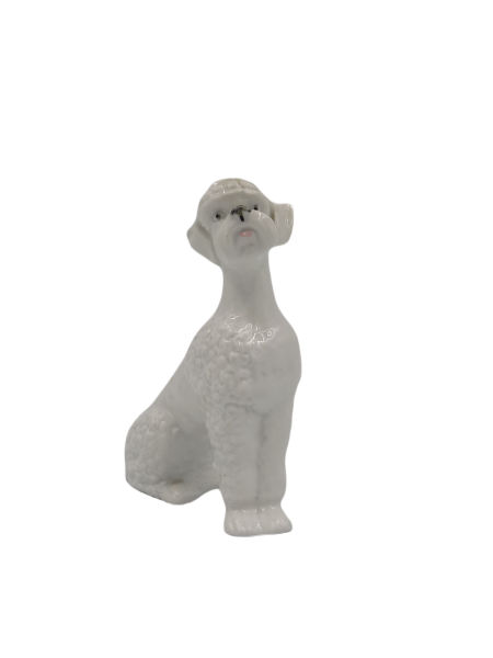 Pies PUDEL rasy psów