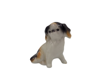 Pies CAVALIER KING CHARLES SPANIEL rasy psów