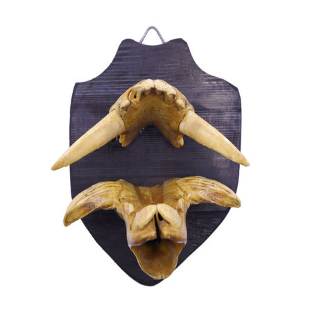 Para kłów na desce prawdopodobnie z okresu PRL